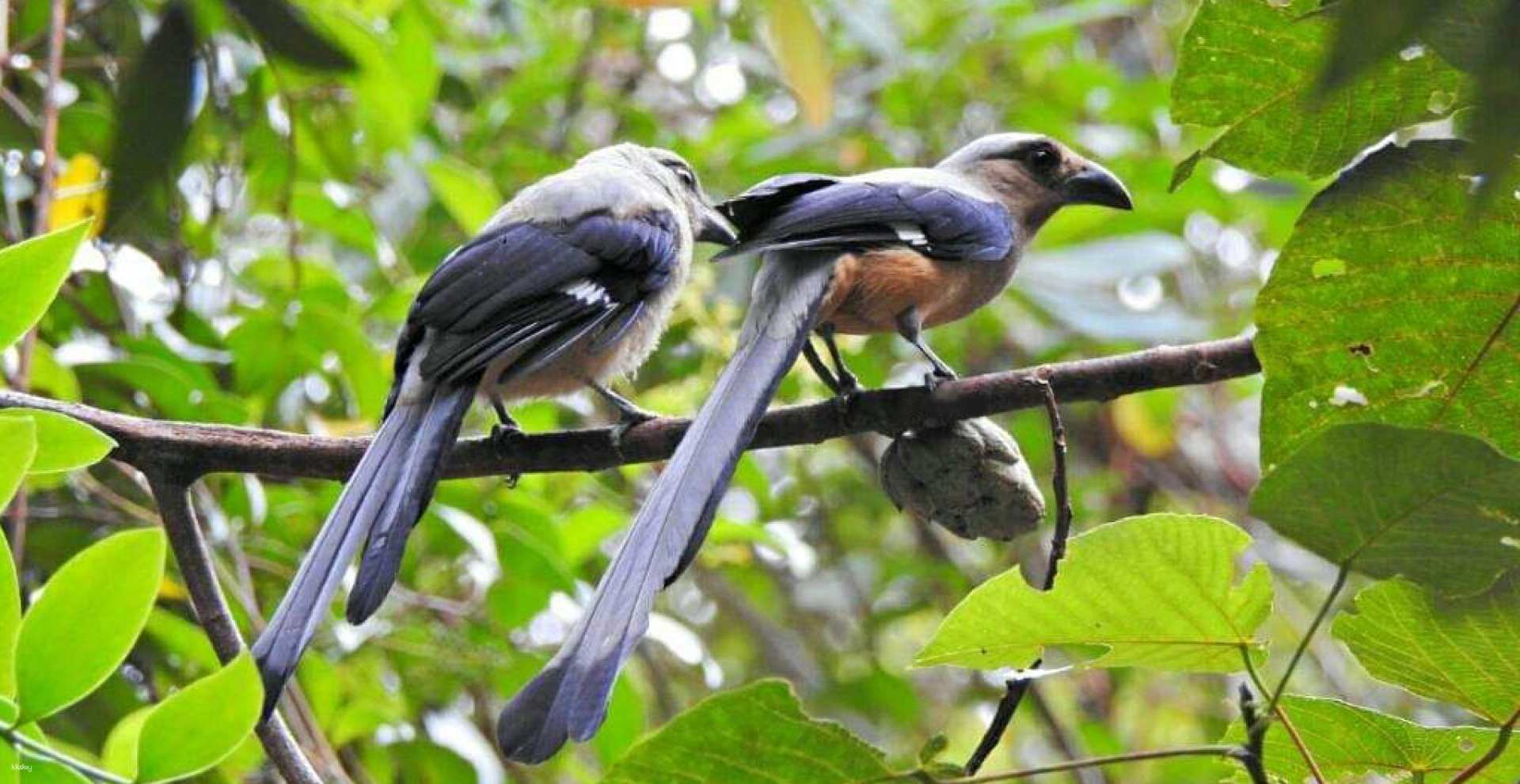 Kinabalu Park Bird-Watching Shared Day Tour with Lunch | Sabah, Malaysia - Photo 1 of 6