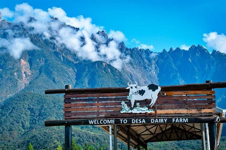 Desa Dairy Farm Kundasang