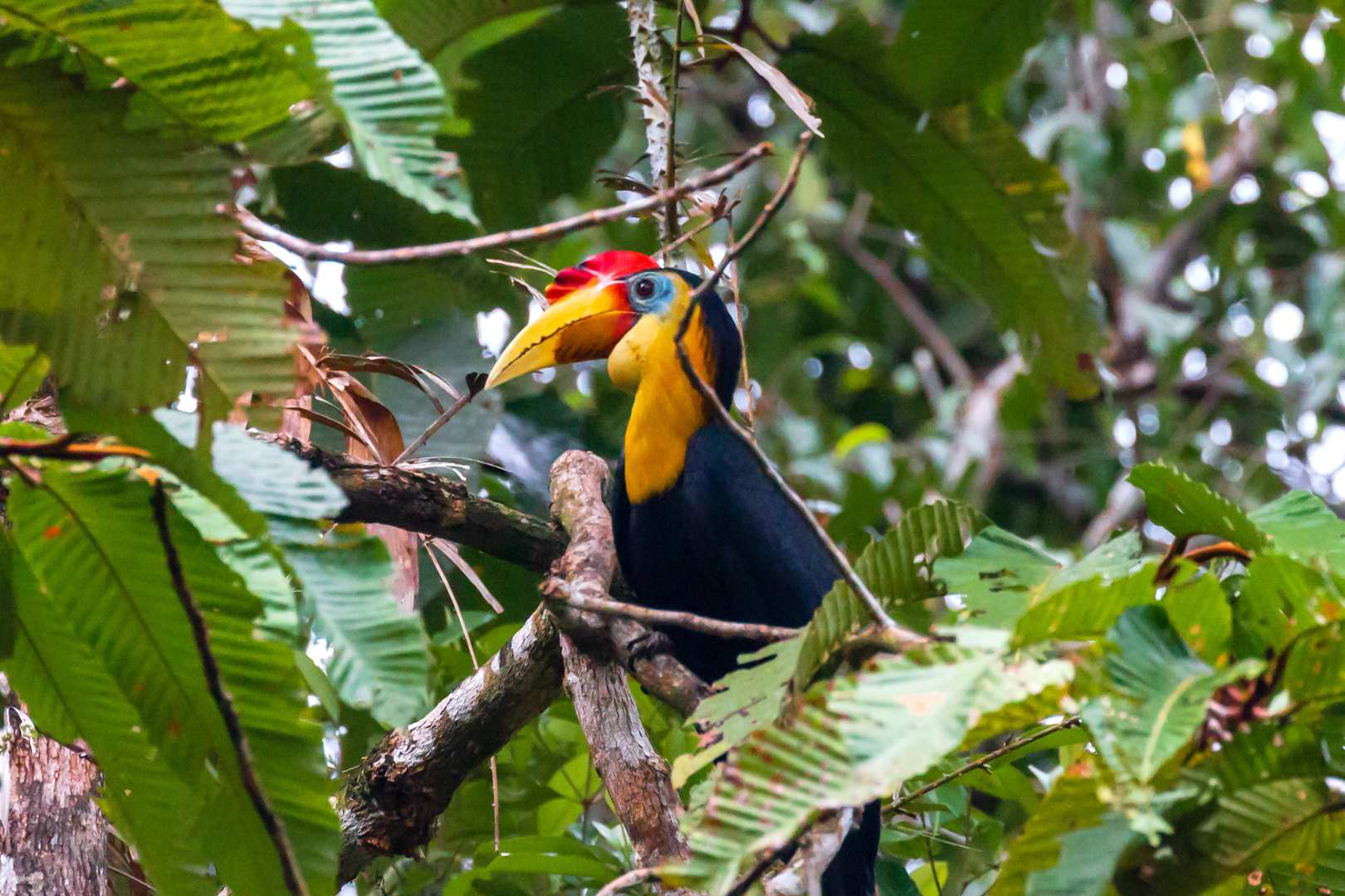 Kinabatangan River Shared Day Tour with Lunch | Sandakan, Sabah - Photo 1 of 8