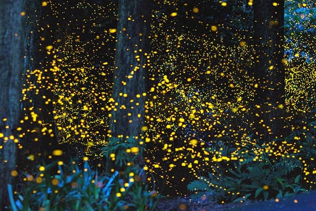 Fireflies in the Night