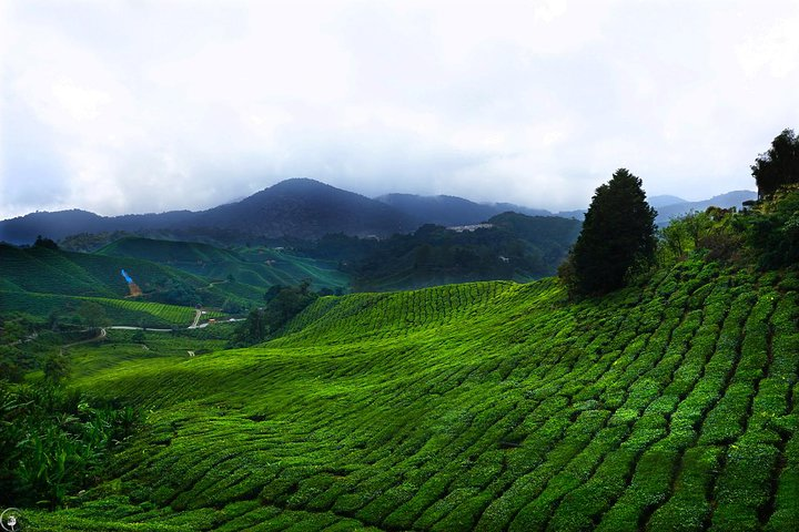 Cameron Highlands, Malaysia