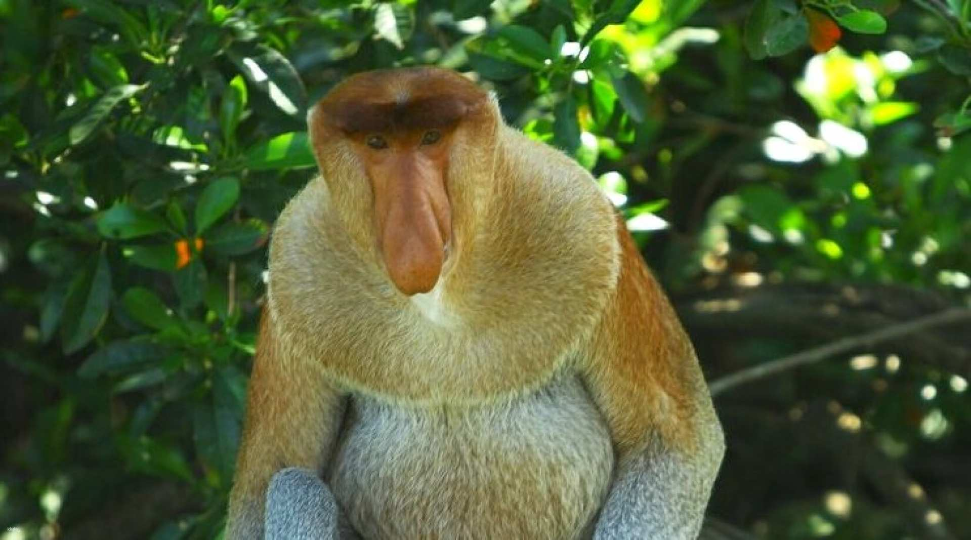 Labuk Bay Proboscis Monkey Sanctuary Half Day Tour with Hotel Transfer in Sandakan | Sabah, Malaysia - Photo 1 of 10