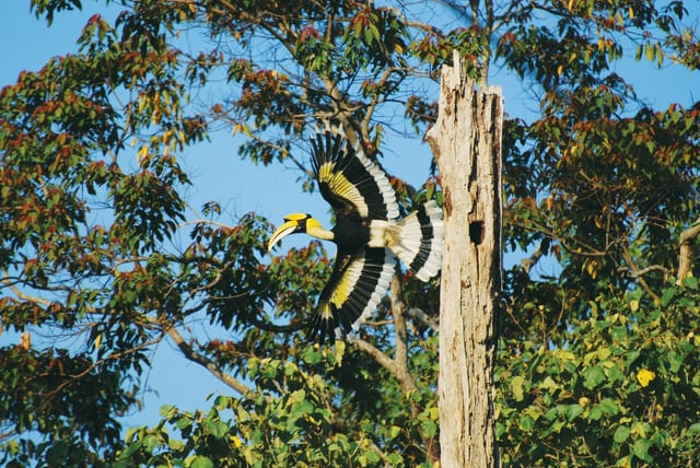 Langkawi Bird Watching Tour - Photo 1 of 11