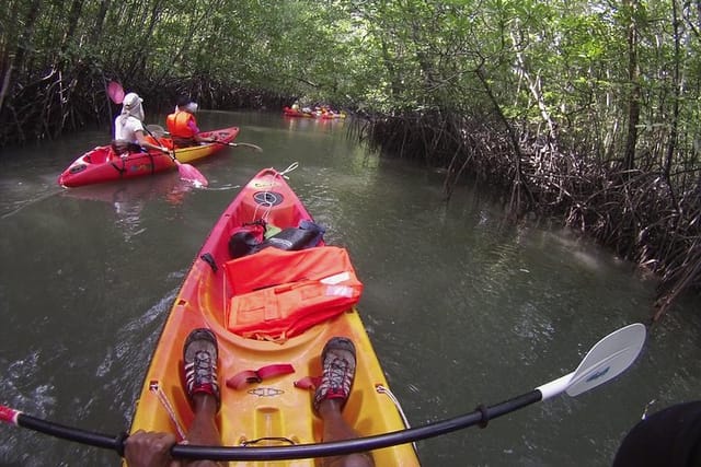 Mangrove Kayaking Experience