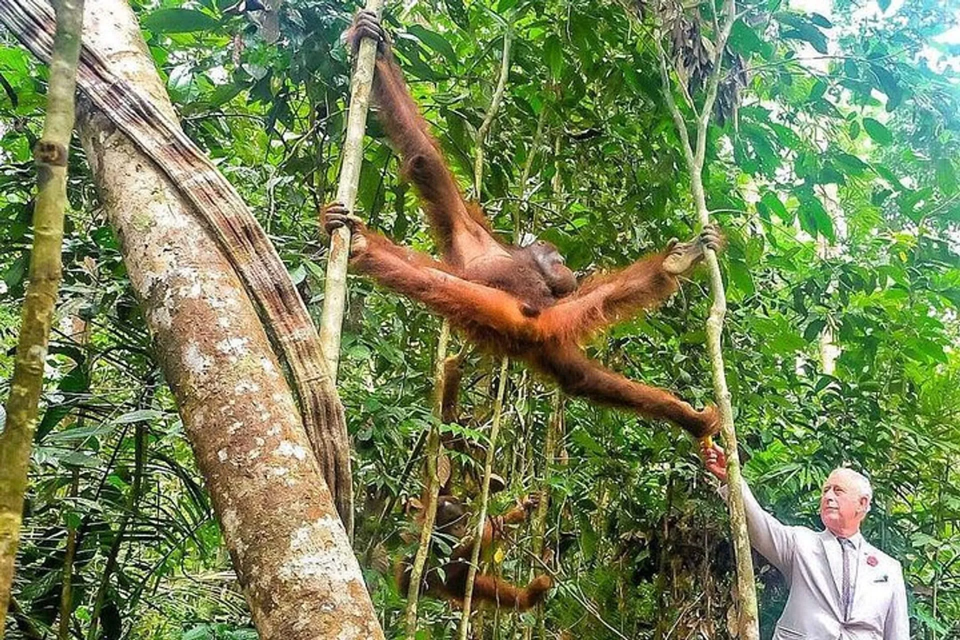 Orangutans Kuching