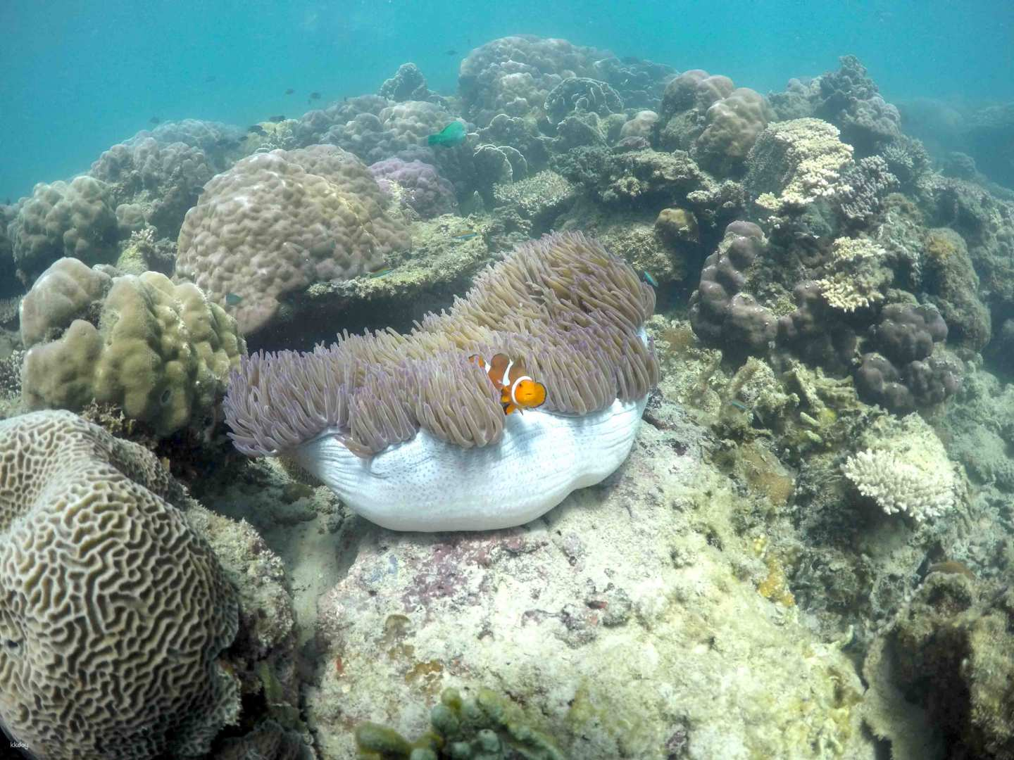 Mengalum Island Snorkeling + Mangrove Fireflies River Cruise with Lunch & Hotel Transfer | Sabah - Photo 1 of 9