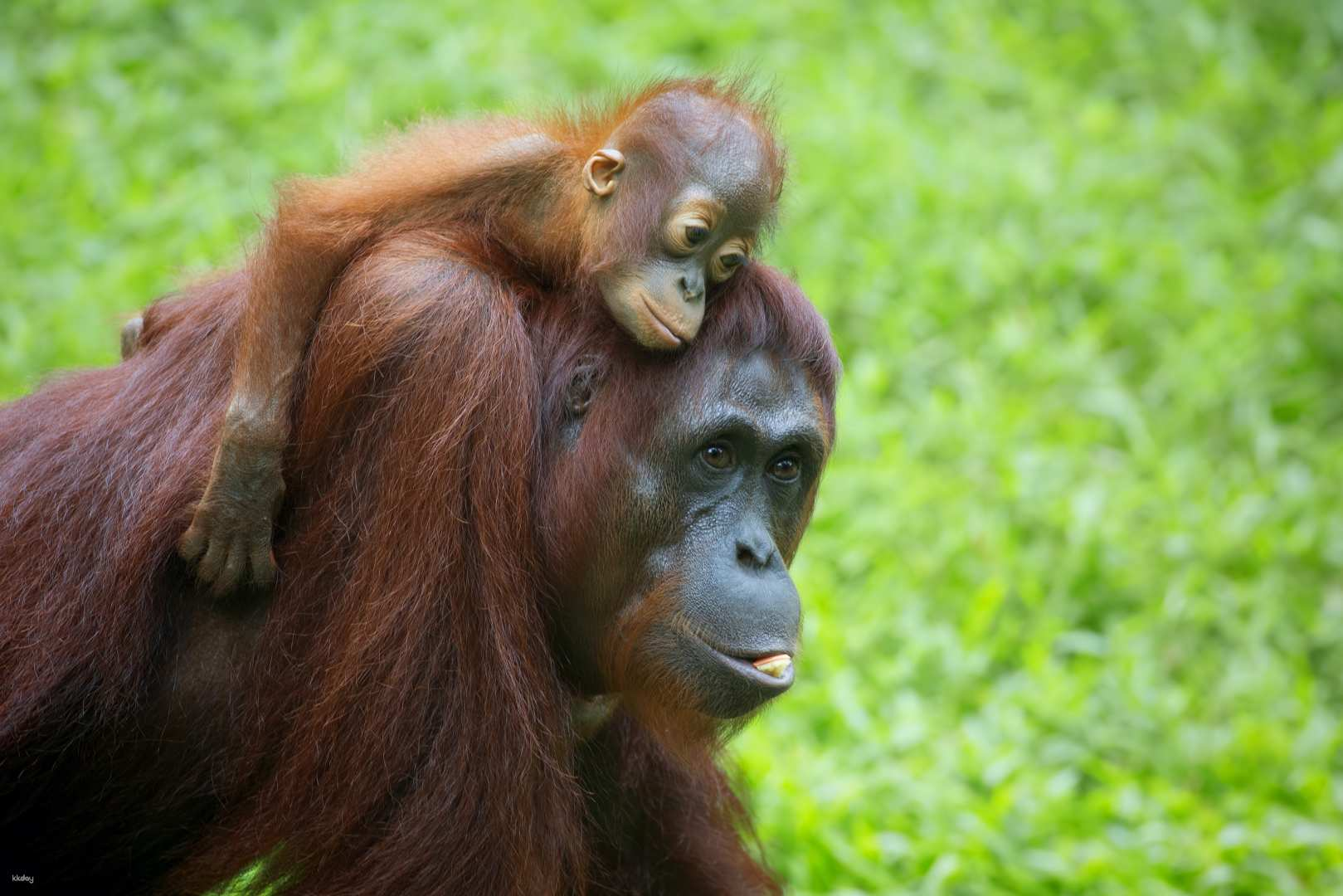 Orang Utan, Sun Bear & Mangrove River Cruise Day Tour | Sandakan - Photo 1 of 7