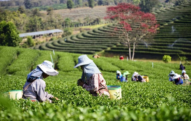 pahang-cameron-highlands-day-tour-tea-plantation-butterfly-farm-strawberry-farm-laka-iskandar-waterfall-malaysia_1