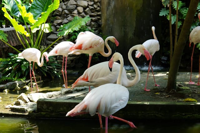 penang-bird-park_1