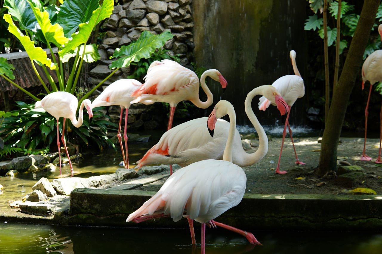 Penang Bird Park - Photo 1 of 9