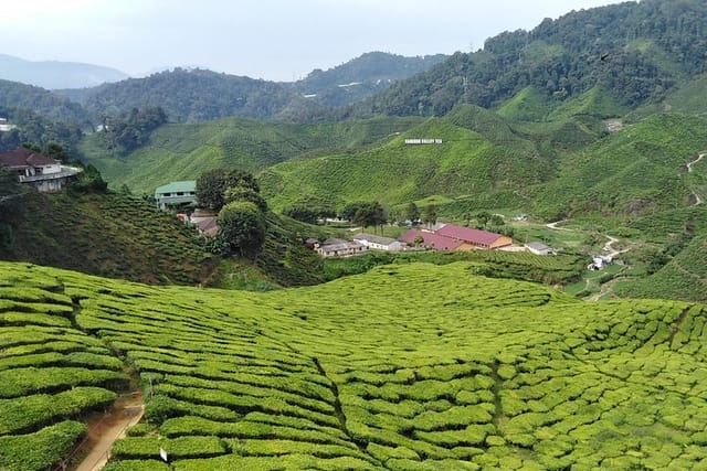 Private: Cameron Highlands 2 days 1 night Trip - Photo 1 of 12