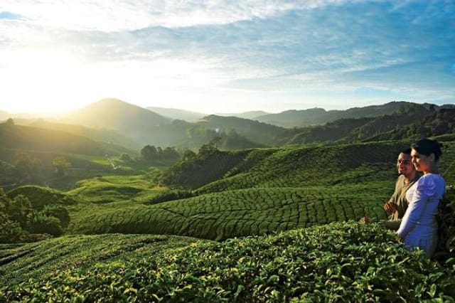 Private Nature Trip to Cameron Highlands from Kuala Lumpur - Photo 1 of 1