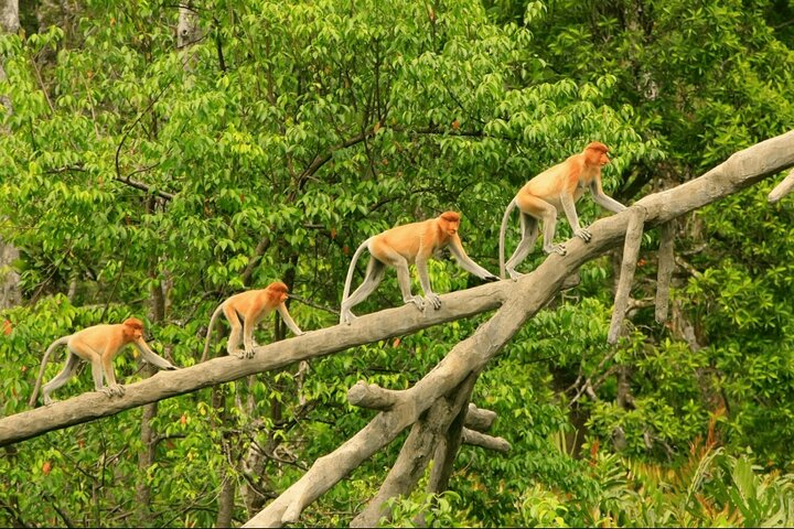 Proboscis Monkey and Fireflies River Cruise - Photo 1 of 12