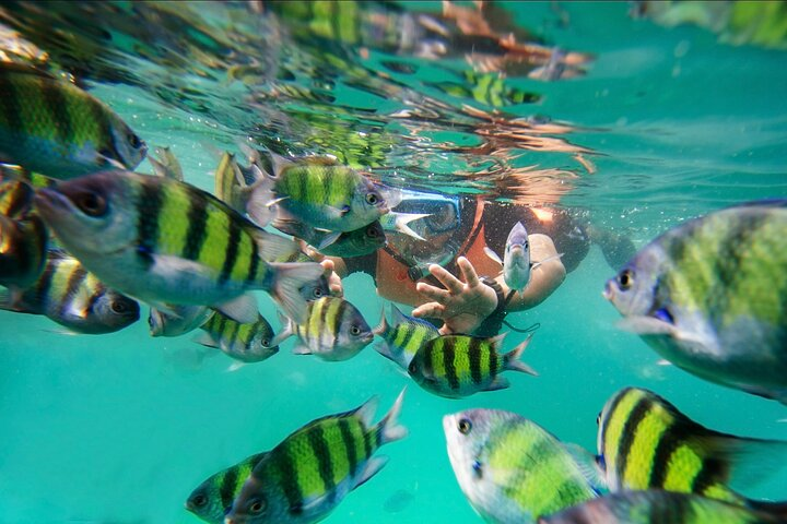 Pulau Payar Snorkeling Tour in Langkawi - Photo 1 of 10