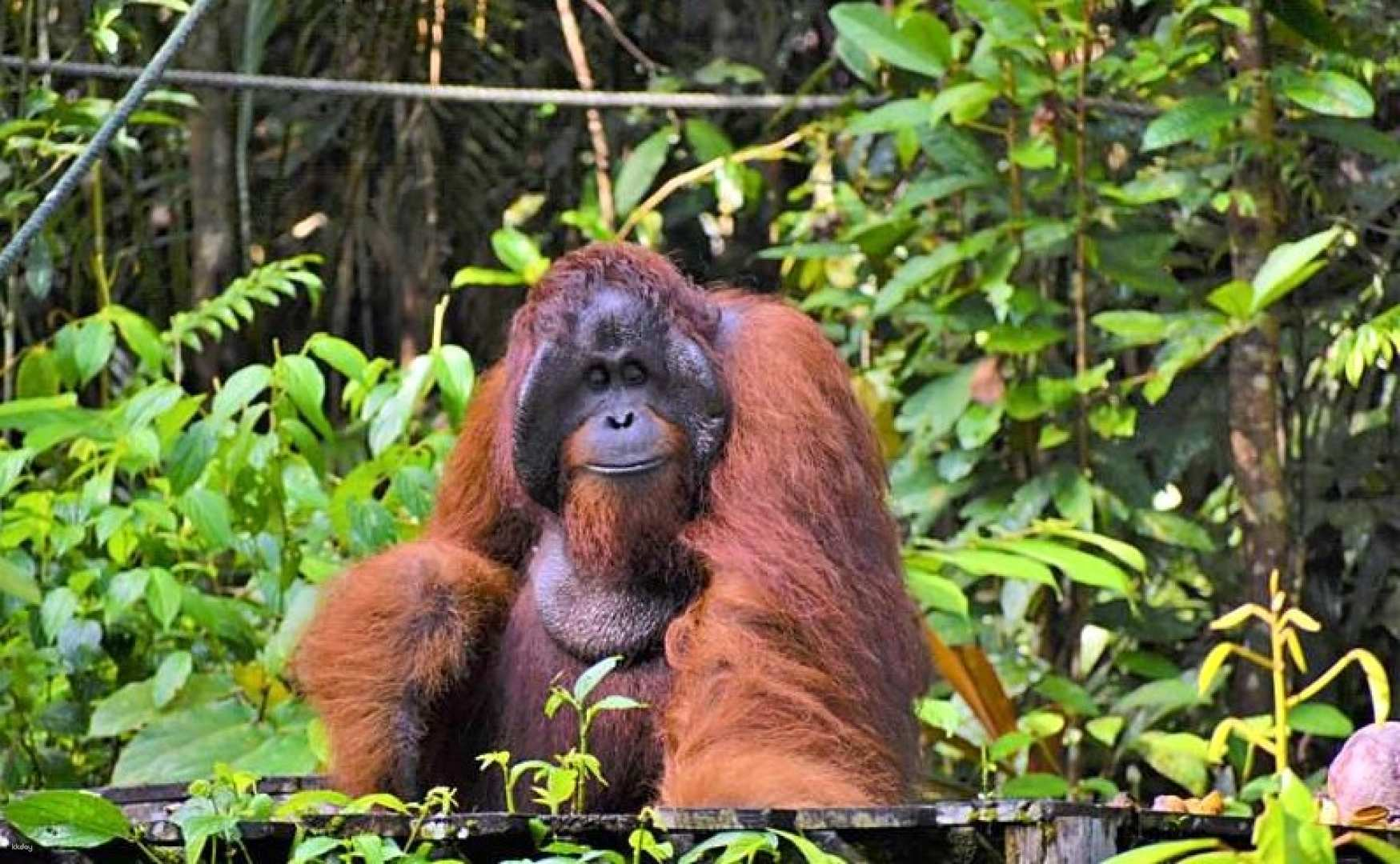 Semenggoh Orangutan Center Half-Day Tour with Hotel Transfer | Malaysia - Photo 1 of 4