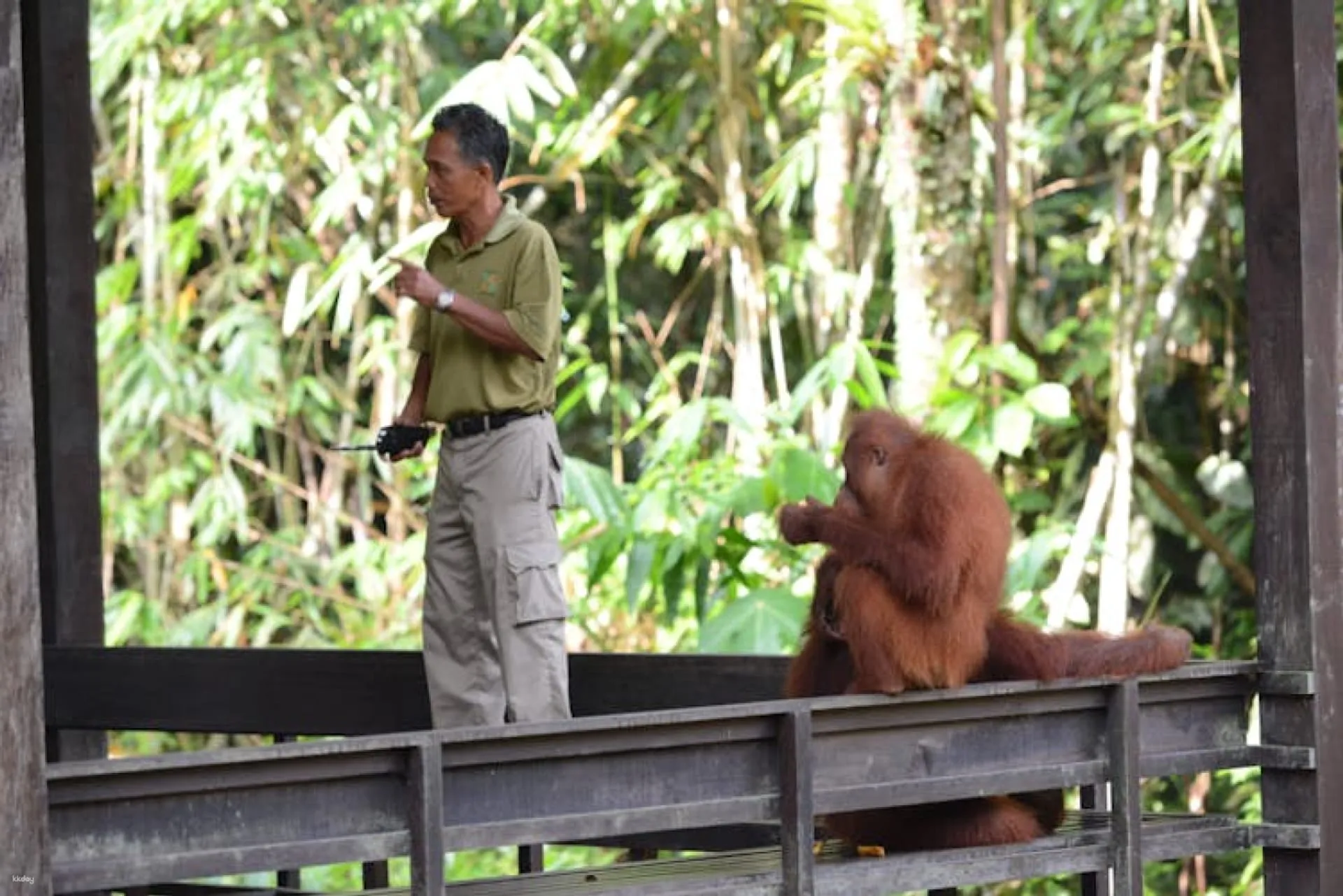 Orangutans Kuching