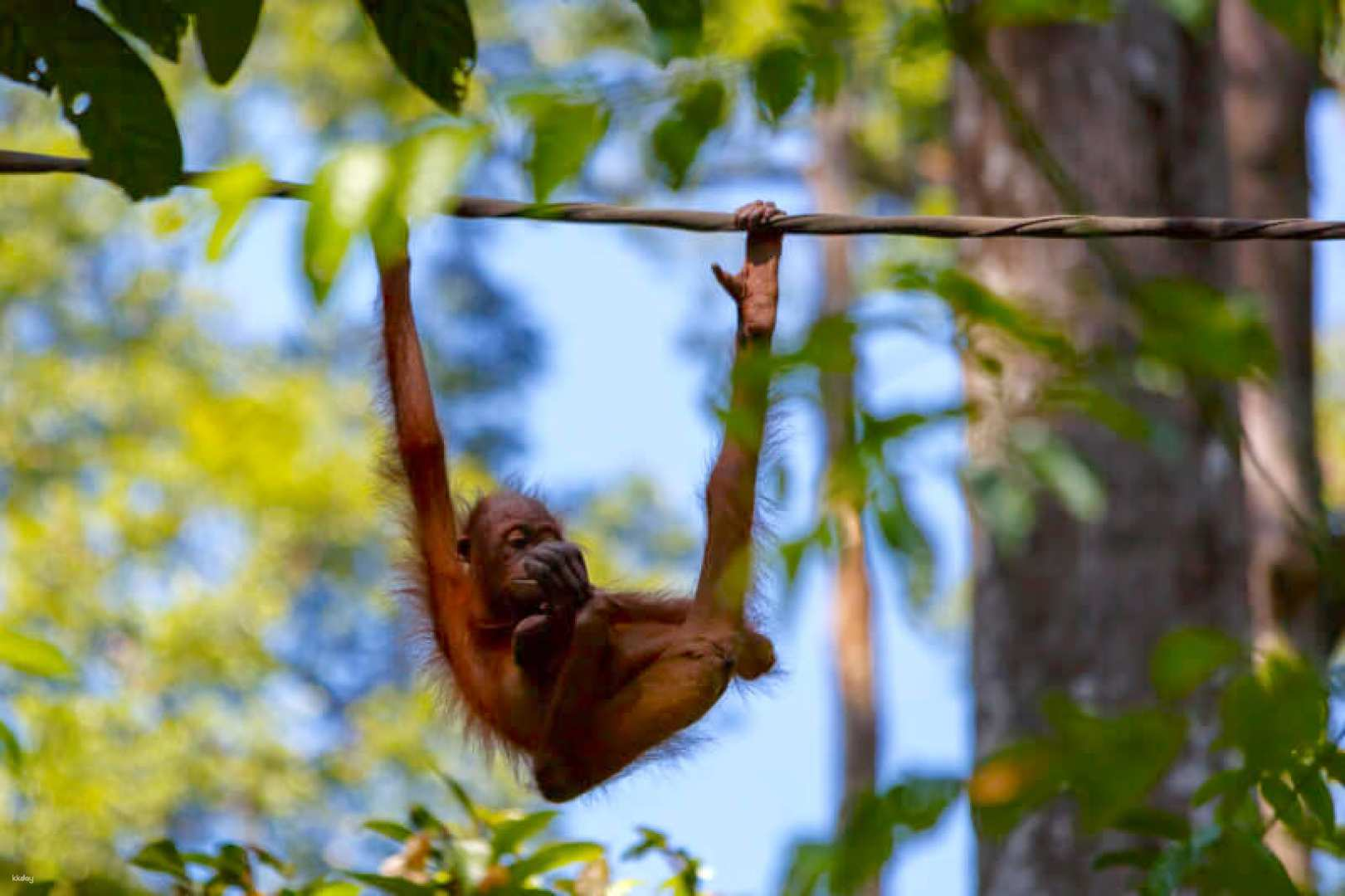 Sepilok Orang Utan + Bornean Sun Bear + Sandakan City Day Tour | Sabah, Malaysia - Photo 1 of 8