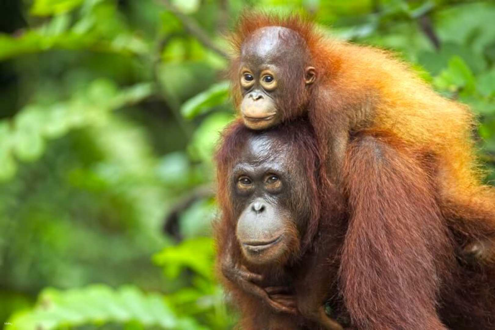 Sharing Half Day Tour: Sepilok Orangutan + Bornean Sun Bear | Sabah, Malaysia - Photo 1 of 7