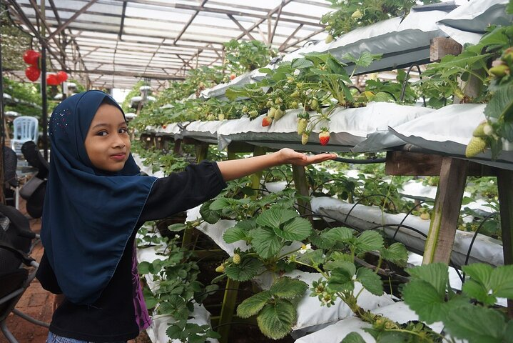 Special Cameron Highlands ~ Day tour;Solo;Couple;Group - Photo 1 of 3