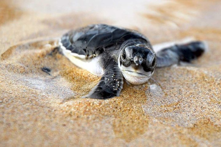 Turtle Hatchery - Kosgoda