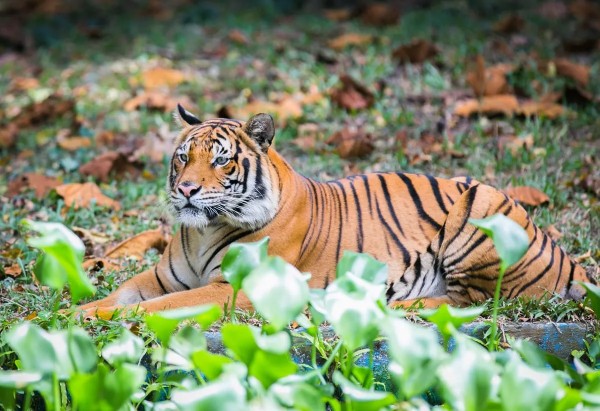 マレーシアのネガラ動物園のチケット - Photo 1 of 18