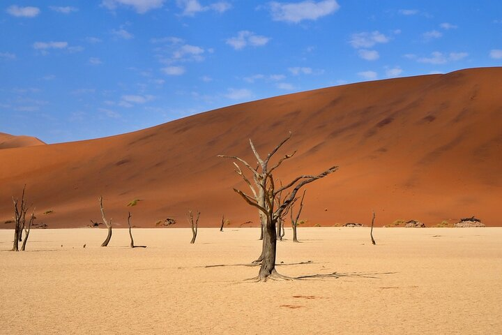 Explore Deadvlei in the Namib Desert