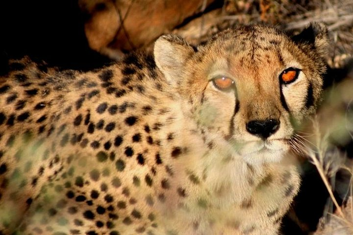 Elusive cheetah, central Namibia