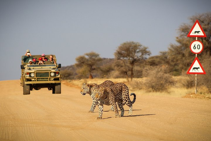 Game drive at Okonjima Nature Reserve