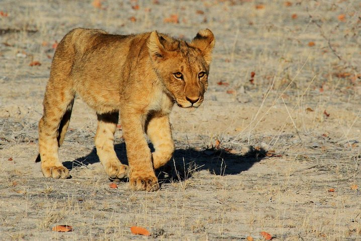 2 Days wildlife Etosha Safari- Camping - Photo 1 of 2