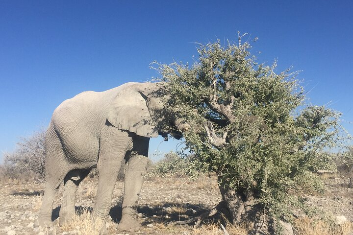 3 Day Camping tour at Etosha National Park - Photo 1 of 22