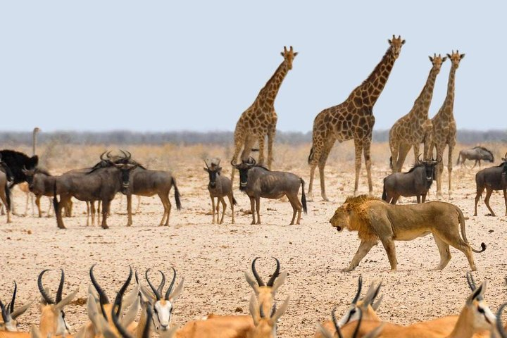 3 Days Etosha Accommodated