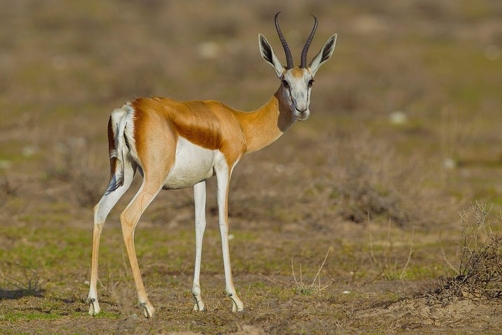 3 Days Etosha Wildlife- Namibia (lodging) - Photo 1 of 3