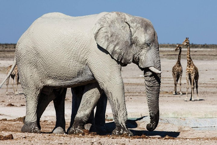 3 DAYS ETOSHA WILDLIFE SAFARI- Namibia (Camping) - Photo 1 of 11