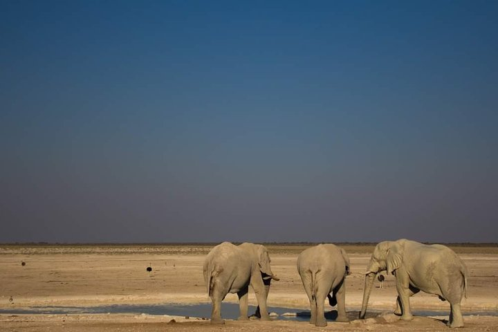 Elephants drinking at a waterhole in Etosha