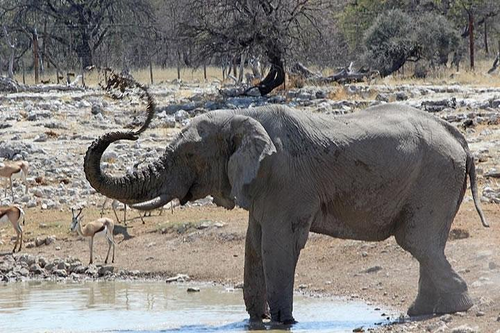 Etosha National Park 