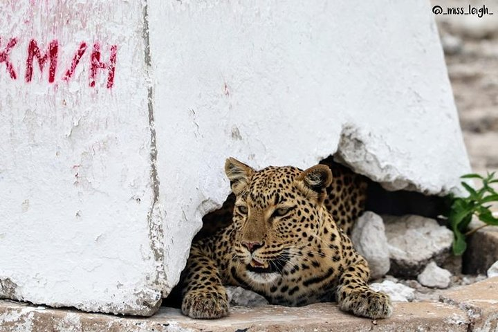 Keep an eye out for leopards hiding in Etosha National Park