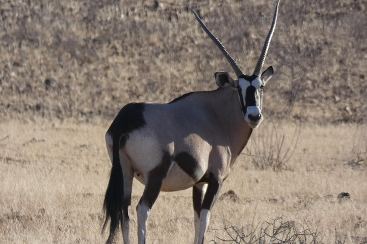 Etosha Safari