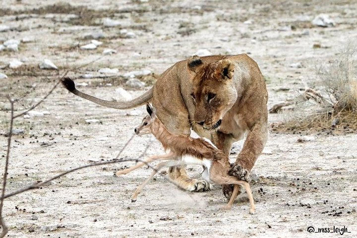 Etosha National Park - Lets hope this little springbok got away