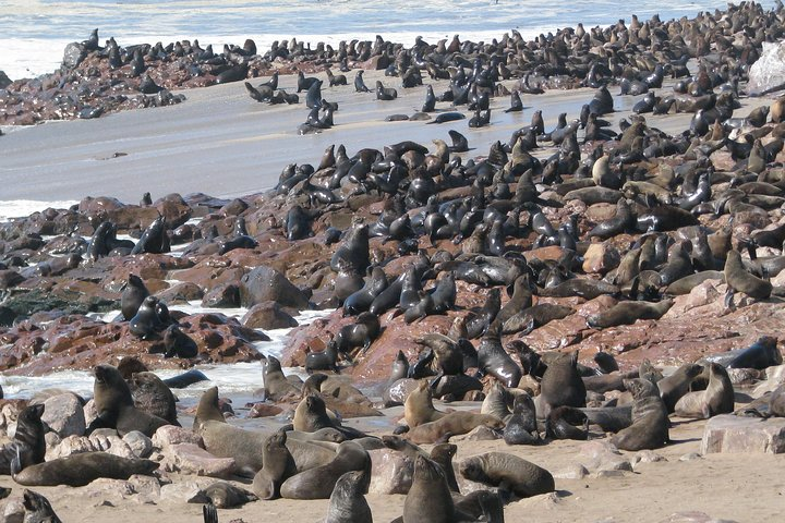 Seals at Cape Cross