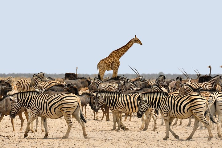 Etosha Express Safari 3 Days / 2 Nights  - Photo 1 of 6