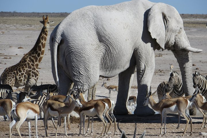 Wildlife in Etosha National Park