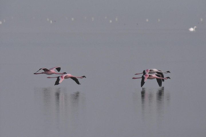 Flamingos flying