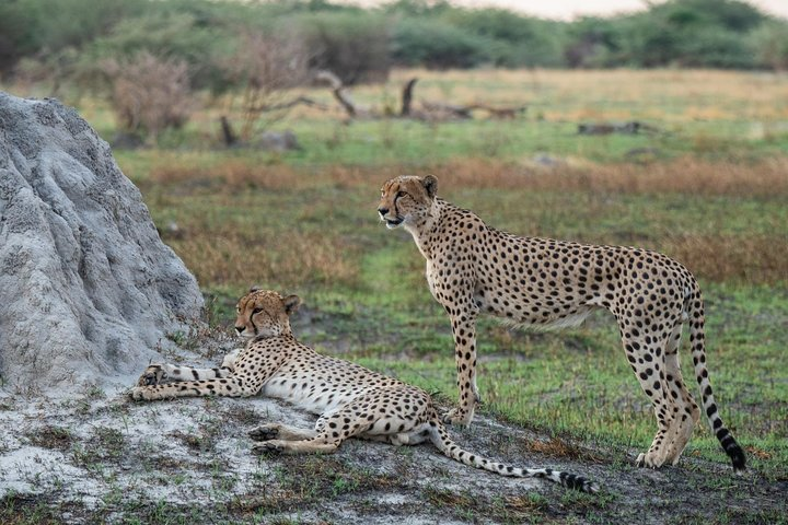 Cheetahs