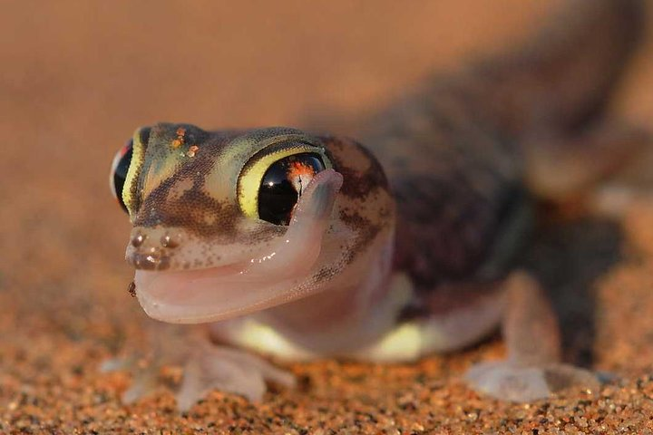 Web-footed Gecko