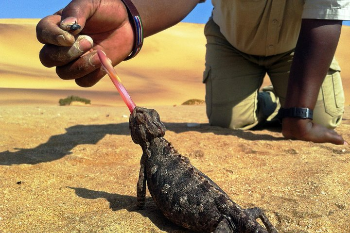 Guide feeding a Namaqua Chameleon