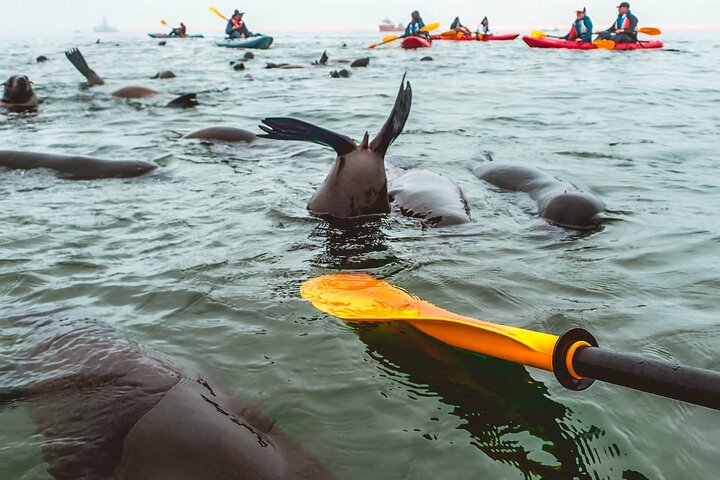 Mola Mola Kayaking Experience with a Licensed Guide - Photo 1 of 15