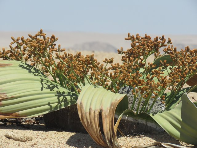 Pelgrim Tours - Moon Landscape & Welwitschia Mirabilis Tour - Photo 1 of 11