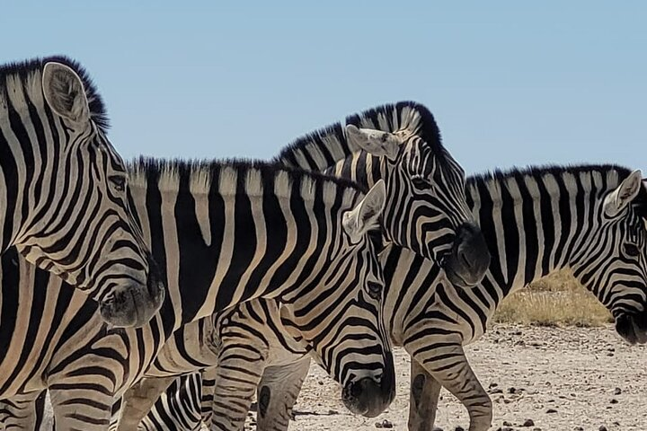 Private Multi-Day Tour Self-Drive for Beginners Safari in Namibia - Photo 1 of 7