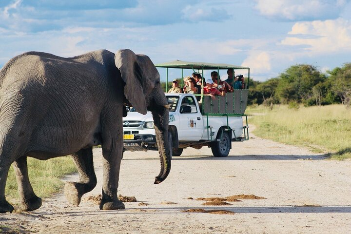 Safari in Etosha national park with professional tour guides born in Etosha. - Photo 1 of 25