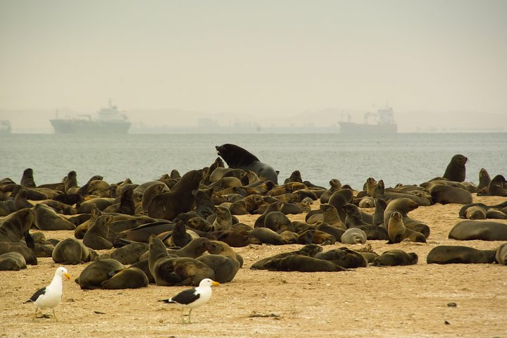 Sandwich Harbour & Pelican Point Full Day Tour - Photo 1 of 11